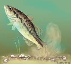 Image result for Micropterus salmoides