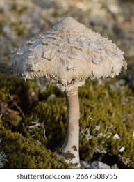 Attēlu rezultāti vaicājumam “Macrolepiota procera”