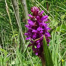 Attēlu rezultāti vaicājumam “Dactylorhiza cruenta”
