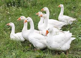 Attēlu rezultāti vaicājumam “Anser anser adult”