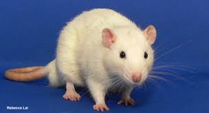 Attēlu rezultāti vaicājumam “Rattus norvegicus”