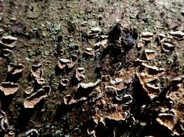 Attēlu rezultāti vaicājumam “Skeletocutis carneogrisea”