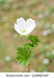 Attēlu rezultāti vaicājumam “Rubus chamaemorus flower”