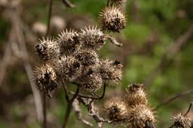 Attēlu rezultāti vaicājumam “Arctium tomentosum fruit”