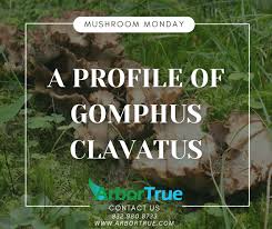 Attēlu rezultāti vaicājumam “Gomphus clavatus”