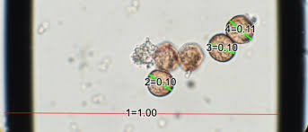 Attēlu rezultāti vaicājumam “Craterium aureum”