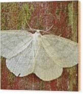 Attēlu rezultāti vaicājumam “Cabera exanthemata female”