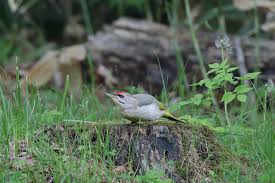 Attēlu rezultāti vaicājumam “Picus canus female”