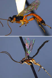 Attēlu rezultāti vaicājumam “Proutia betulina larva”