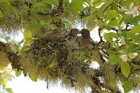 Attēlu rezultāti vaicājumam “Fringilla coelebs nest”