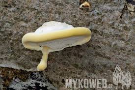 Attēlu rezultāti vaicājumam “Antrodiella serpula”