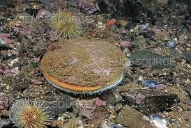 Image result for Placopecten magellanicus