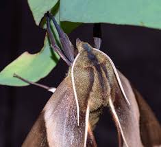 Image result for hawk moth
