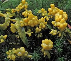 Attēlu rezultāti vaicājumam “Licea chelonoides sessile”