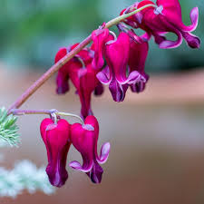 Image result for tränendes Herz