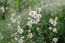 Attēlu rezultāti vaicājumam “Verbascum nigrum leaf”