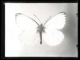 Attēlu rezultāti vaicājumam “Pieris napi”