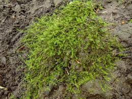 Attēlu rezultāti vaicājumam “Hygroamblystegium varium”