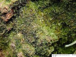 Attēlu rezultāti vaicājumam “Riccardia latifrons”