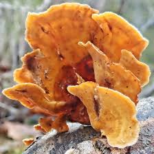 Attēlu rezultāti vaicājumam “Stereum hirsutum”