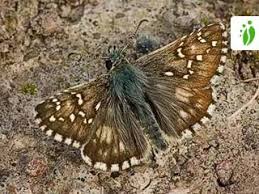 Attēlu rezultāti vaicājumam “Pyrgus alveus upperside”