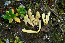 Attēlu rezultāti vaicājumam “Clavaria sphagnicola”