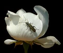 Attēlu rezultāti vaicājumam “Oedemera sp.”