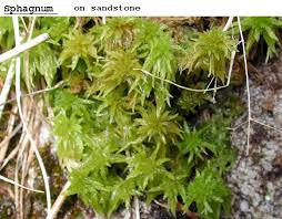 Attēlu rezultāti vaicājumam “Sphagnum sporophyte”