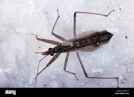 Attēlu rezultāti vaicājumam “Nabis limbatus”