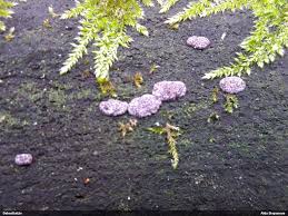 Attēlu rezultāti vaicājumam “Hypoxylon vogesiacum”