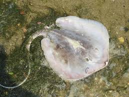 Image result for Hypanus sabinus