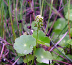 Attēlu rezultāti vaicājumam “Hydrocotyle vulgaris flower”