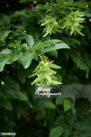 Attēlu rezultāti vaicājumam “Carpinus betulus fruit”