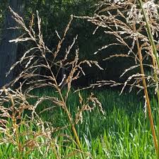 Attēlu rezultāti vaicājumam “Glyceria maxima fruit”