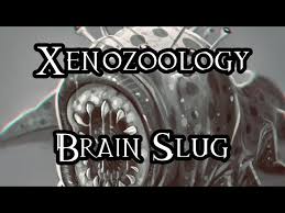 Image result for brain slug