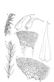 Attēlu rezultāti vaicājumam “Drepanocladus aduncus”