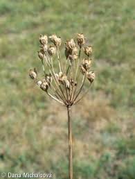 Attēlu rezultāti vaicājumam “Androsace septentrionalis fruit”