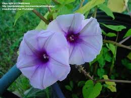 Image result for Ipomoea Lavender