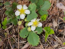 Attēlu rezultāti vaicājumam “Fragaria vesca flower”