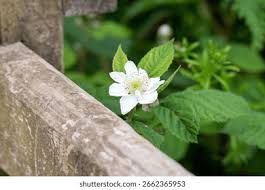 Attēlu rezultāti vaicājumam “Rubus illecebrosus”