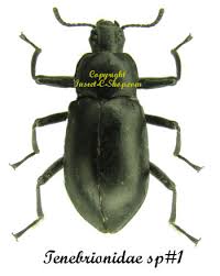 Attēlu rezultāti vaicājumam “Tenebrionidae”