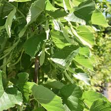 Attēlu rezultāti vaicājumam “Tilia americana”