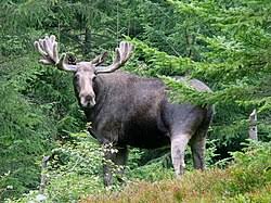 Attēlu rezultāti vaicājumam “Alces alces”