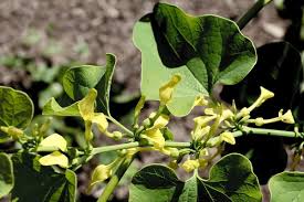 Attēlu rezultāti vaicājumam “Aristolochiaceae”