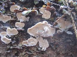 Attēlu rezultāti vaicājumam “Skeletocutis carneogrisea”