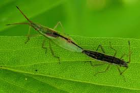 Attēlu rezultāti vaicājumam “Myrmus miriformis”