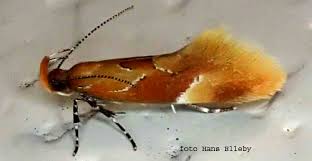 Attēlu rezultāti vaicājumam “Epicallima formosella”