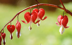 Image result for tränendes Herz