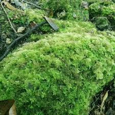 Attēlu rezultāti vaicājumam “Thuidium”