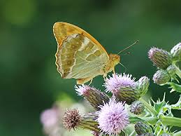 Attēlu rezultāti vaicājumam “Argynnis paphia underside”